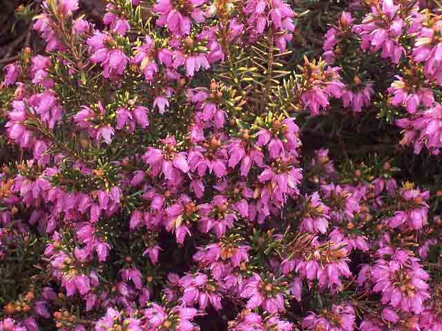 erica carnea